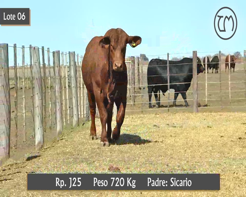 Lote TORO BRANGUS