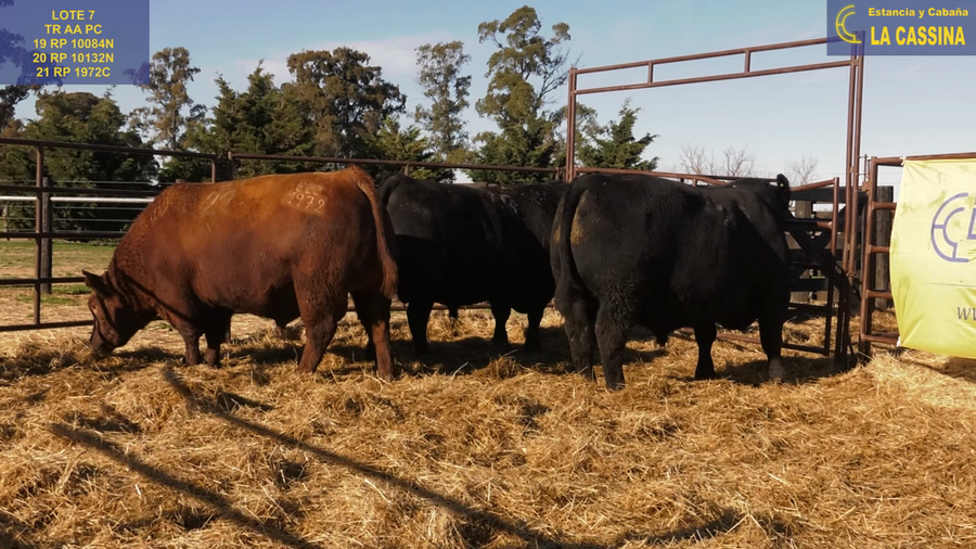 Lote TOROS ANGUS PURO CONTROLADO