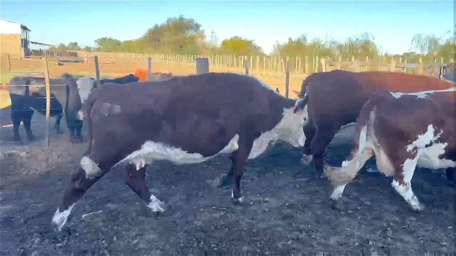 Lote 13 Vacas Manufactura