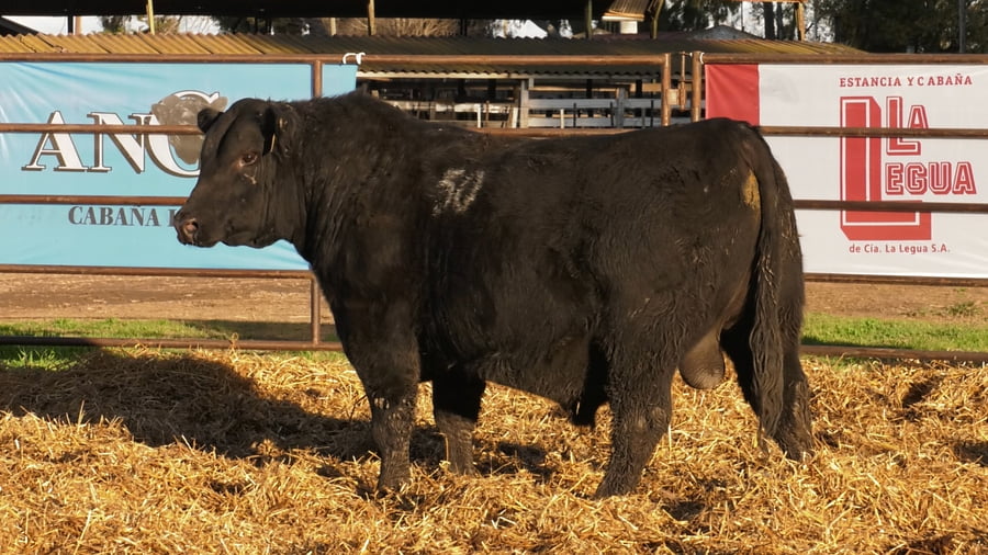 Lote TOROS ANGUS NEGROS PC