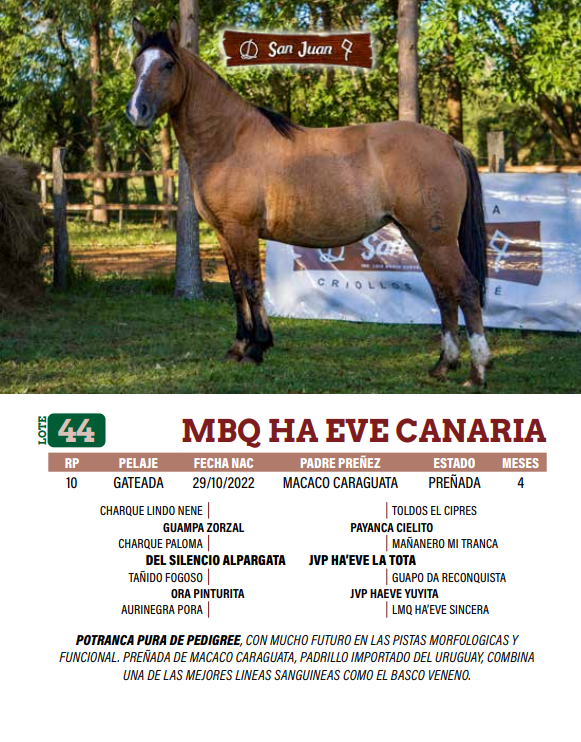 Lote LOTE 44