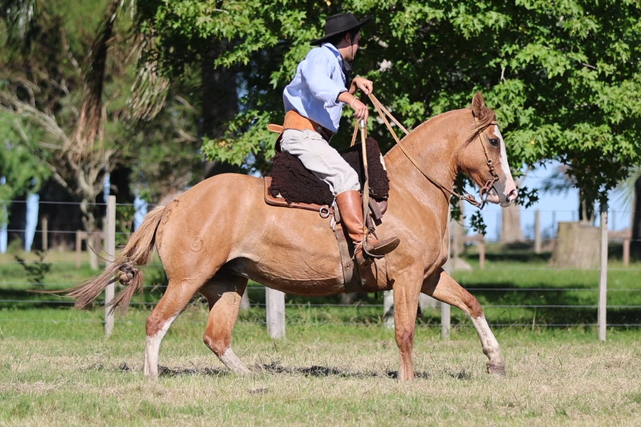 Lote CASTELLANA DE LOS CARDOS