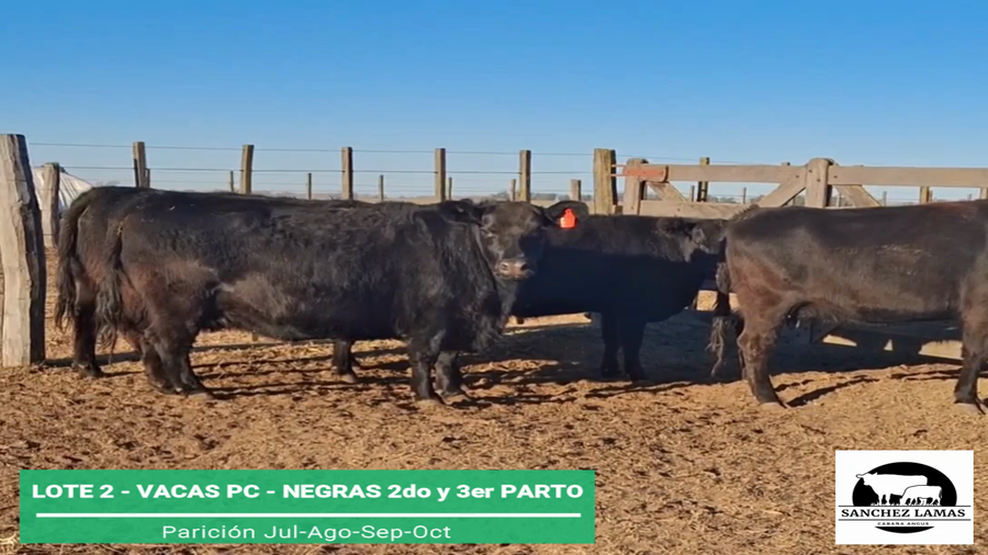 Lote VACAS PC