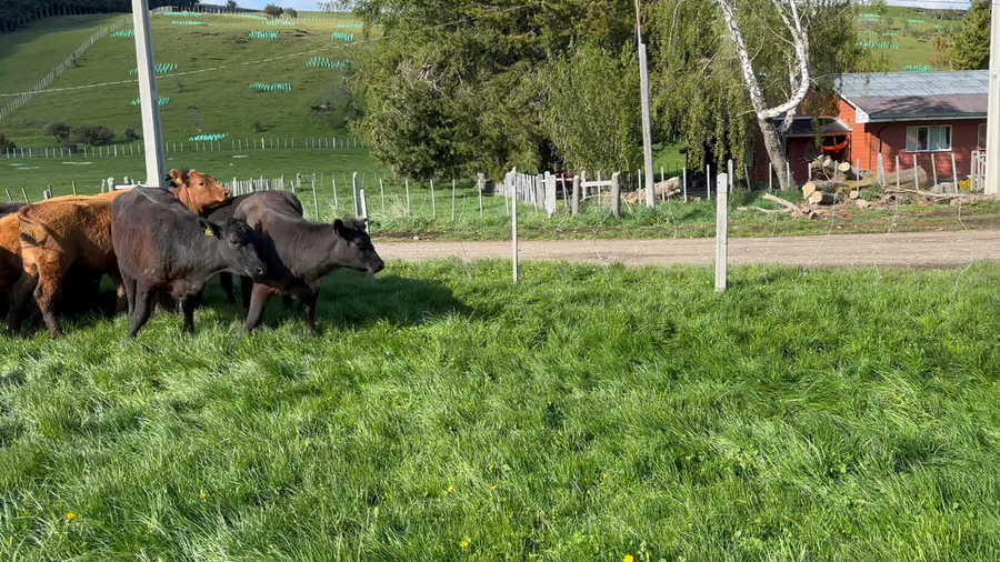 Lote 39 Vaquilla Engorda en Coyhaique, XI Región Aysén