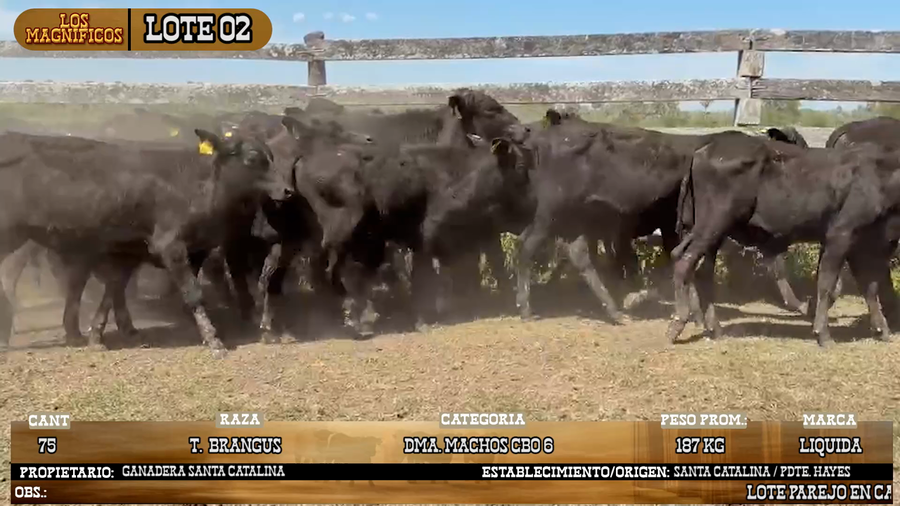 Lote LOTE 2