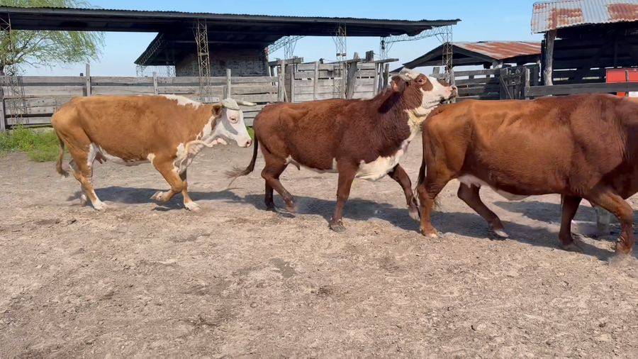 Lote 44 Vaquillonas y vacas invernada en Corrientes, Nueve de Julio