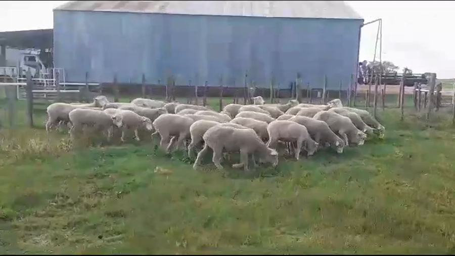 Lote (Vendido)33 Borregas CORRIEDALE a remate en #39 Pantalla Carmelo 48kg -  en PALO SOLO