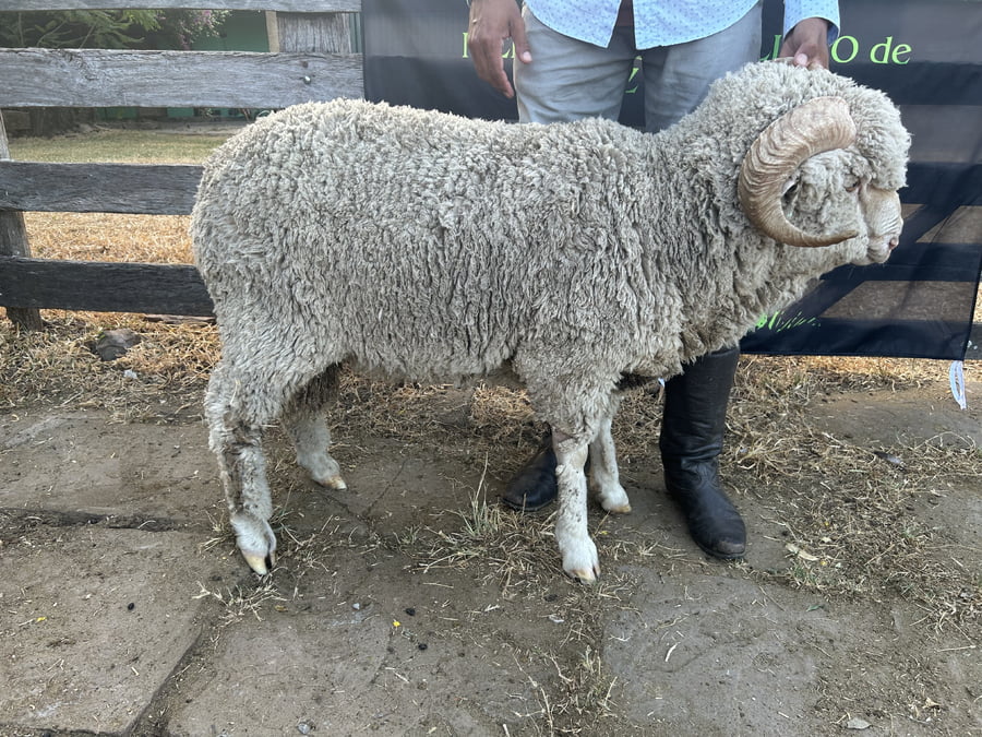 Lote Borrego 2D (MO: Si)