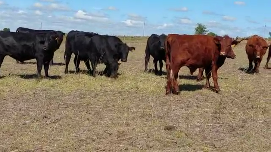 Lote 20 Novillos Angus a remate en Pantalla Camy en A 20 Jm de Nueva Helvecia