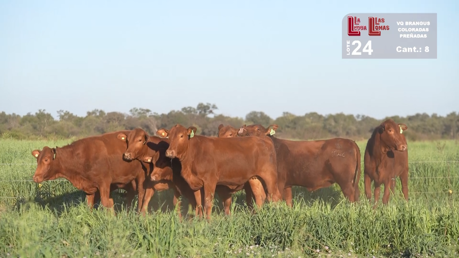 Lote VAQUILLONAS PREÑADAS BRANGUS COLORADAS