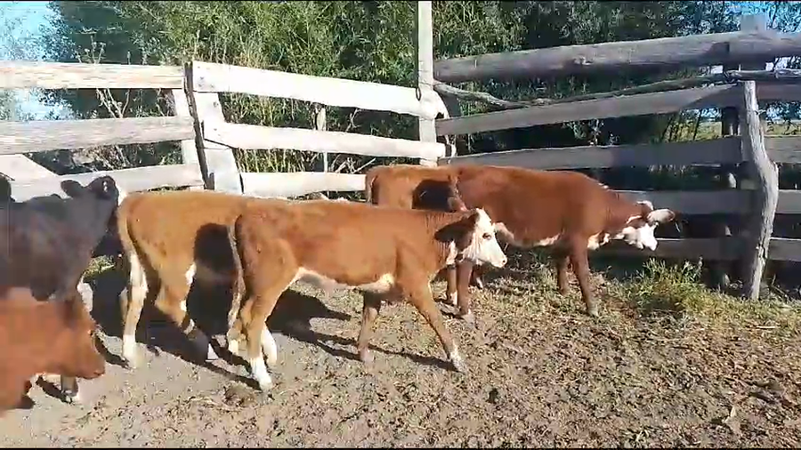 Lote teneros/as 11 (6h - 5m) HE