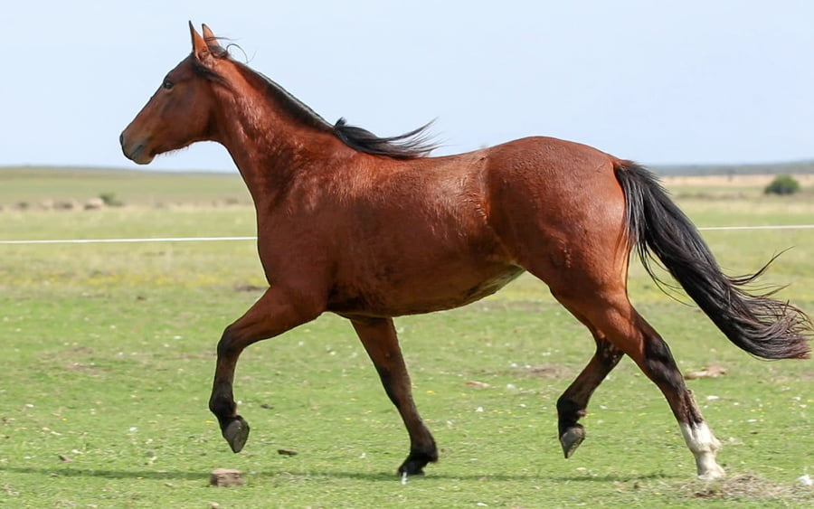 Lote Araucaria de La Reserva