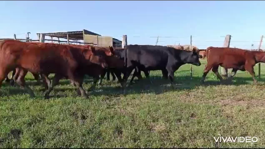 Lote 20 Terneros