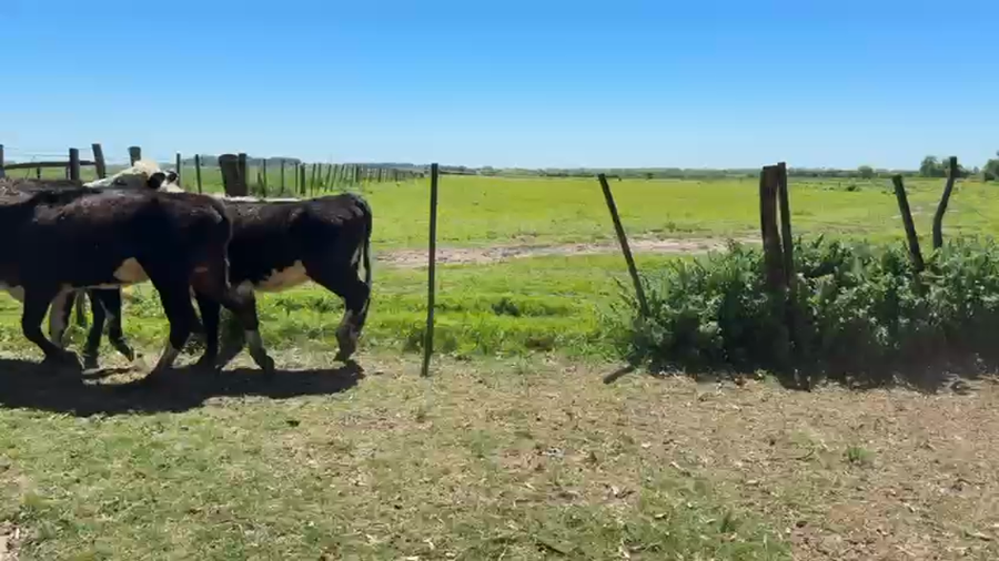 Lote VAQUILLONAS 1 a 2 AÑOS