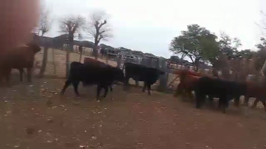 Lote 40 Terneros y 30 Hembras Cruzas Británicas en Helvecia, Santa Fe