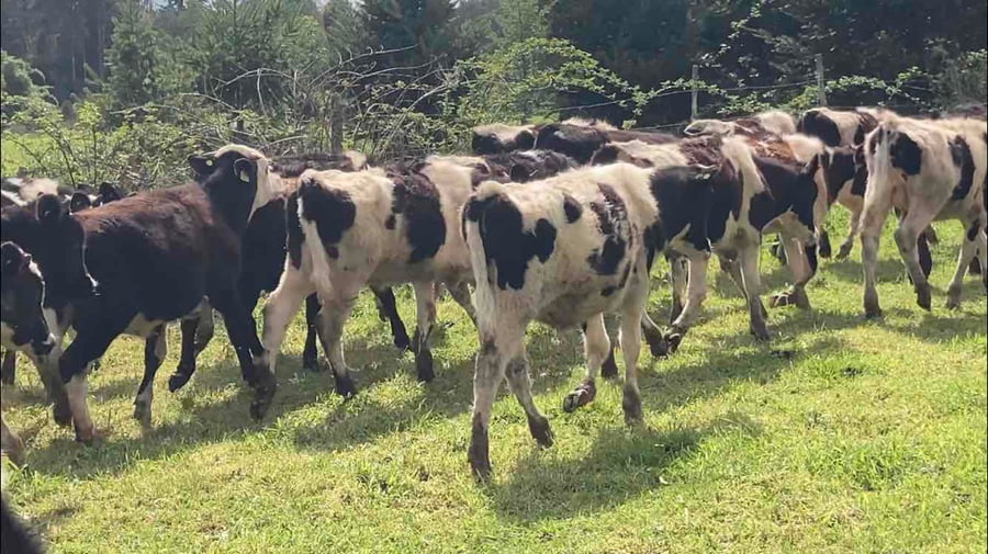 Lote 50 Ternero en Frutillar, X Región Los Lagos