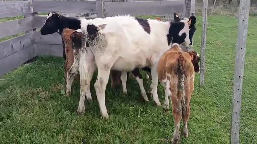 Lote 6 Terneras a remate en Pantalla Camy, San José