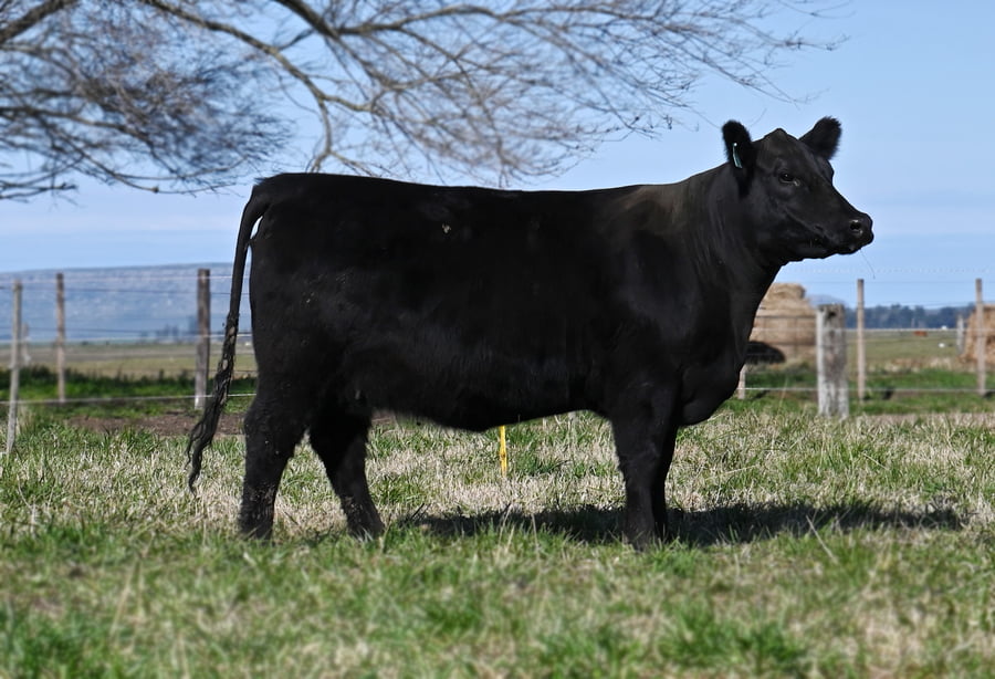 Lote VAQUILLONA PURA DE PEDIGREE