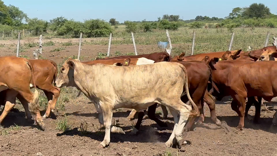 Lote 110 Terneros/as
