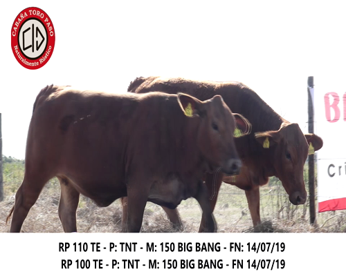 Lote DUO TORO PASO