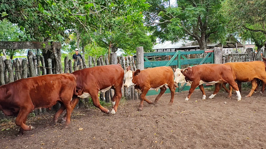 Lote 15 Terneros/as en Corrientes, Curuzu Cuatia