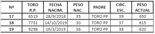 Lote TOROS ANGUS NEGRO PURO CONTROLADO