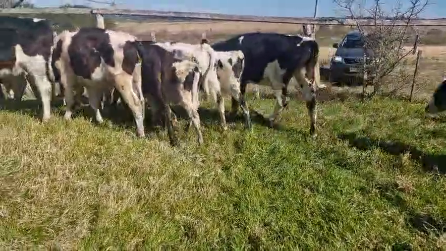 Lote 45 Terneros a remate en Pantalla Aniversario - Escritorio Camy, San José