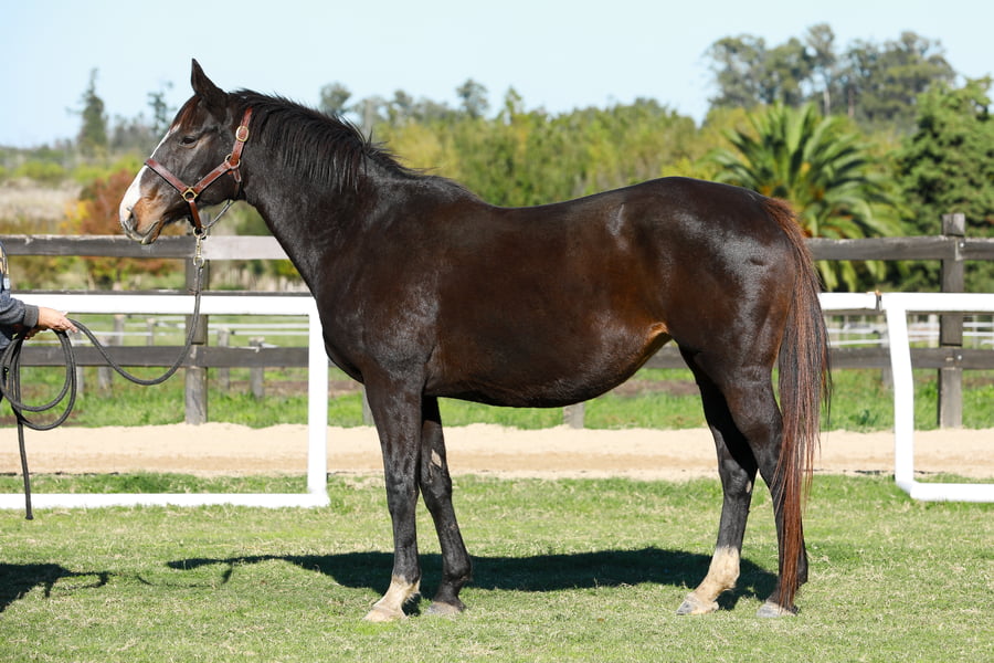 Lote DEEP BLUE (ARG)