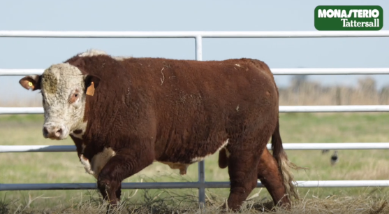 Lote TOROS GENERALES, CONTROLADOS Y REGISTRADOS