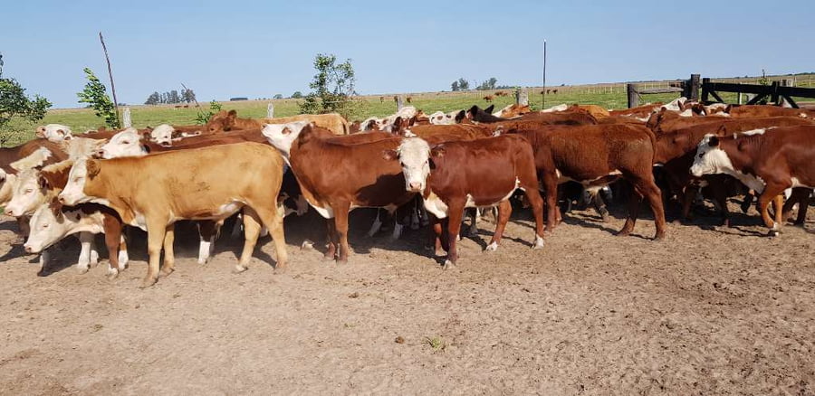 Lote 60 Novillitos en Esquina, Corrientes