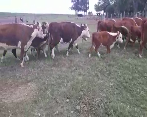 Lote 98 Piezas de cría HEREFORD a remate en Pantalla Camy 380kg - , San José