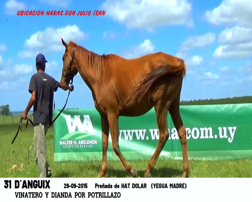 Lote D'ANGUIX