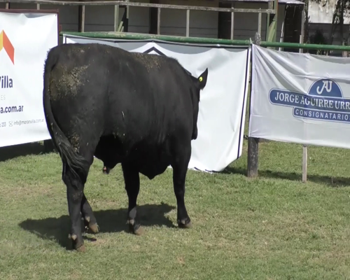 Lote Toro Aberdeen Angus Negro PP - RP 124 - Cabaña La Esperanza