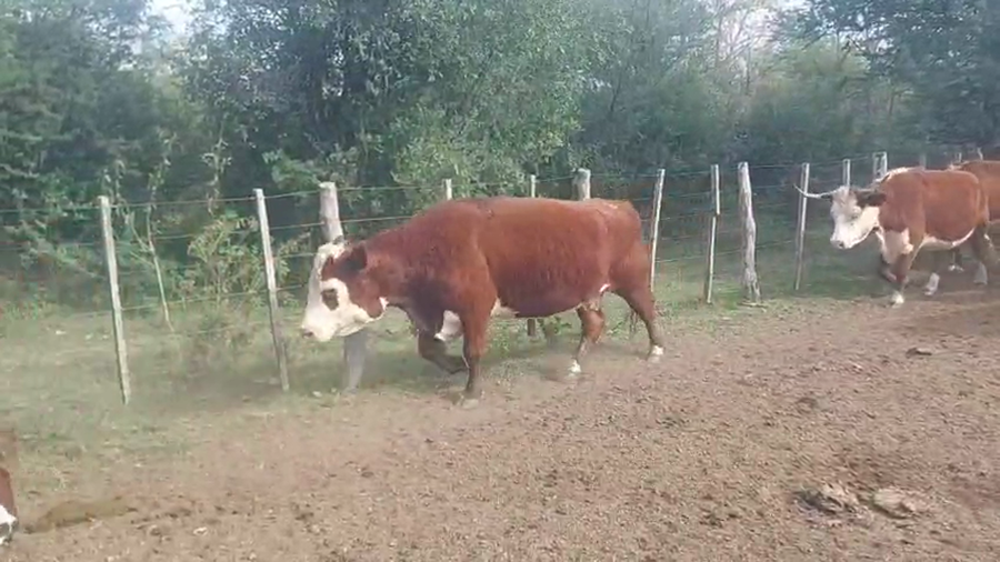 Lote 35 Vacas usadas preñadas