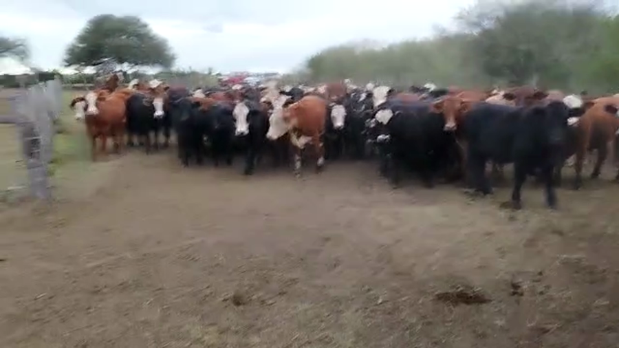 Lote 104 Novillos en Diamante, Entre Ríos