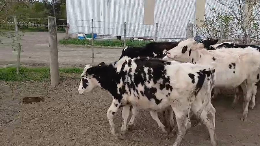 Lote 17 Terneras Holando Argentino en Col. Tacurales, Santa Fe