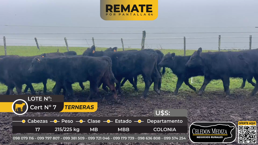 Lote 17 Terneras en Colonia Arce, a 7 km de Carmelo, Colonia.