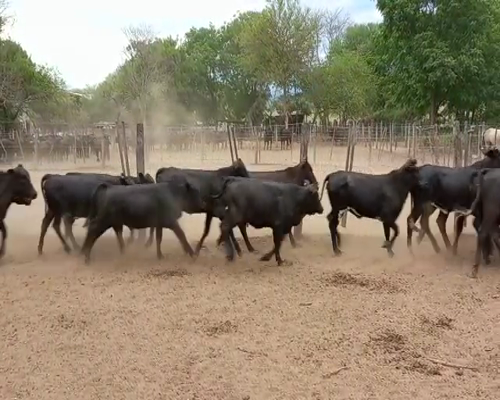 Lote 52 Terneras Brangus Negras de 205 Kg, en El Tala, Salta.-