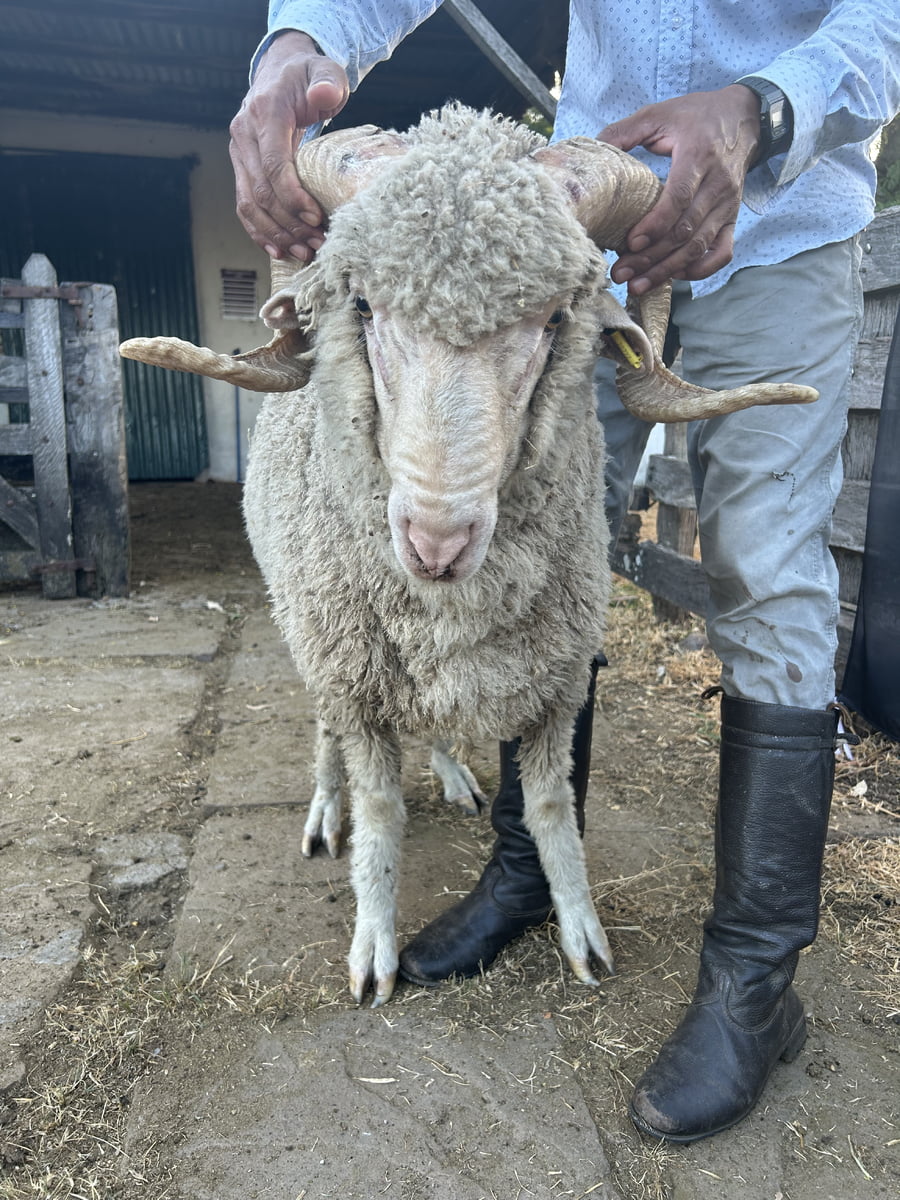 Lote Borrego 2D (MO: No)