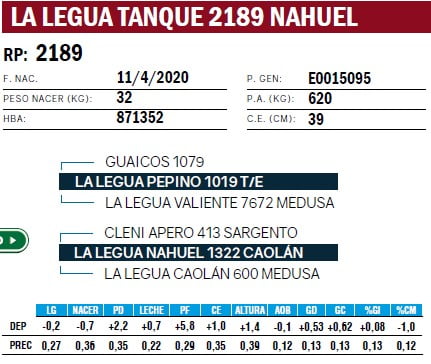 Lote TOROS ANGUS PURO DE PEDIGREE