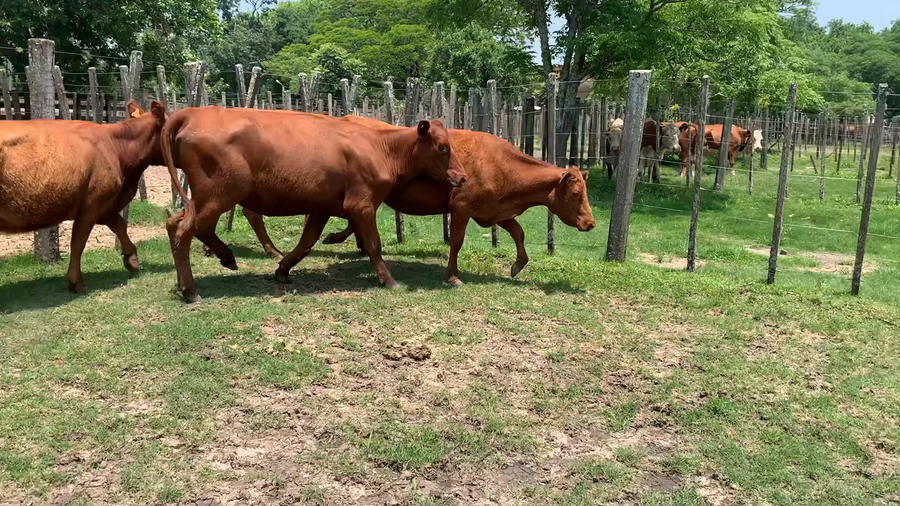 Lote 4 Vacas de Invernada