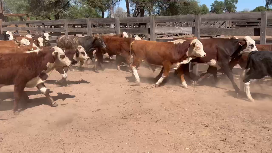 Lote 110 Terneros/as en Juan José Castelli, Chaco