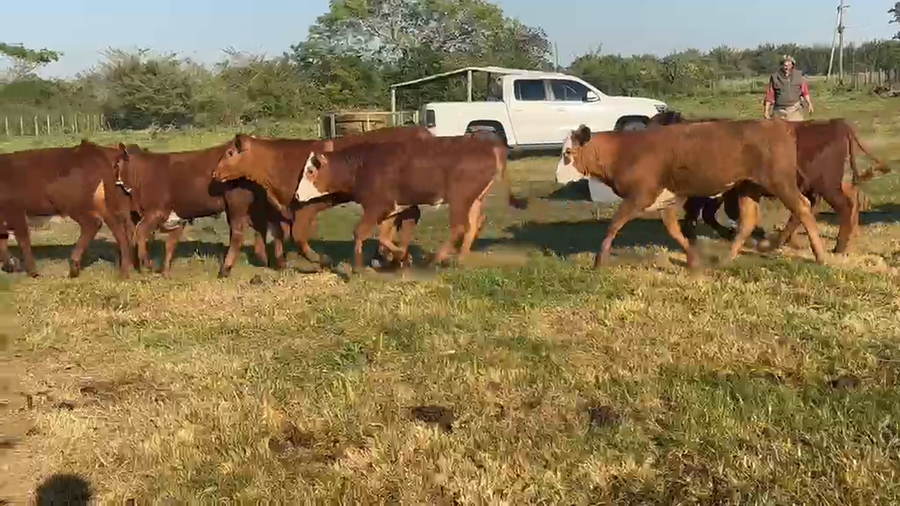 Lote 41 Terneros en Corrientes, Santa Lucía