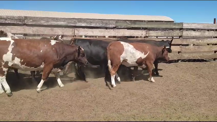 Lote 20 Vaquilla Gorda en Los Ángeles, VIII Región Biobío