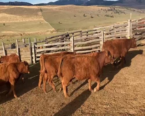 Lote 60 Ternero en Coyhaique, XI Región Aysén