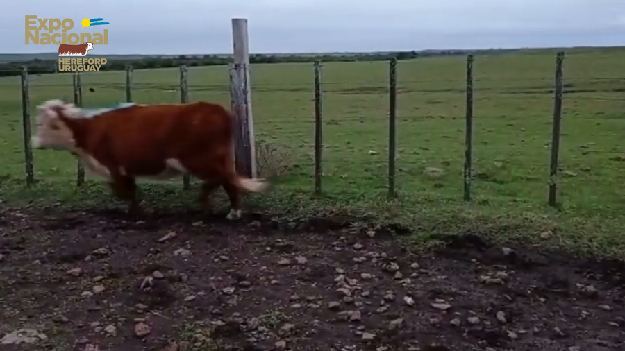 Lote 72 Vaquillonas 1 a 2 años HEREFORD a remate en Expo Nacional 2022 334kg - , Salto