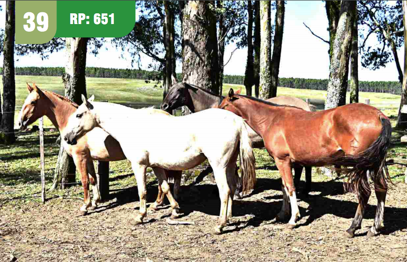 Lote CALDERA CUARTEADOR
