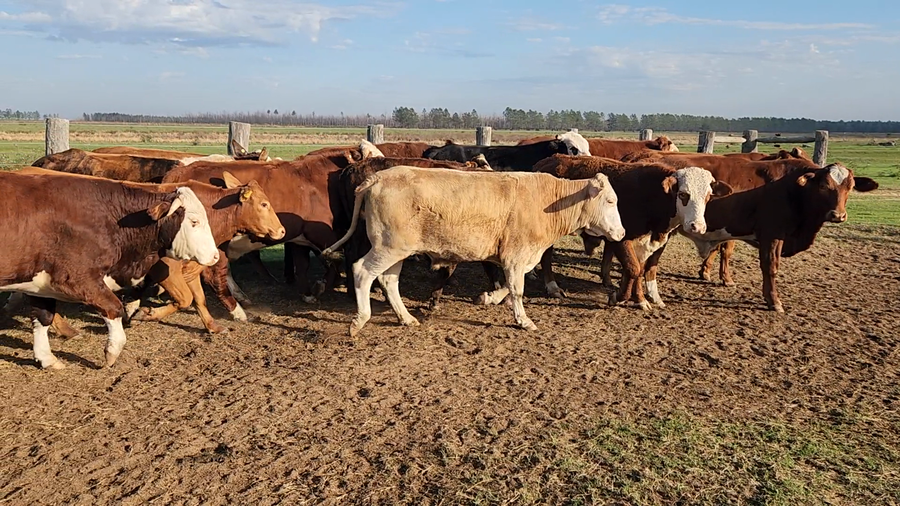 Lote 50 Novillos en Col. C. Pellegrini, Corrientes