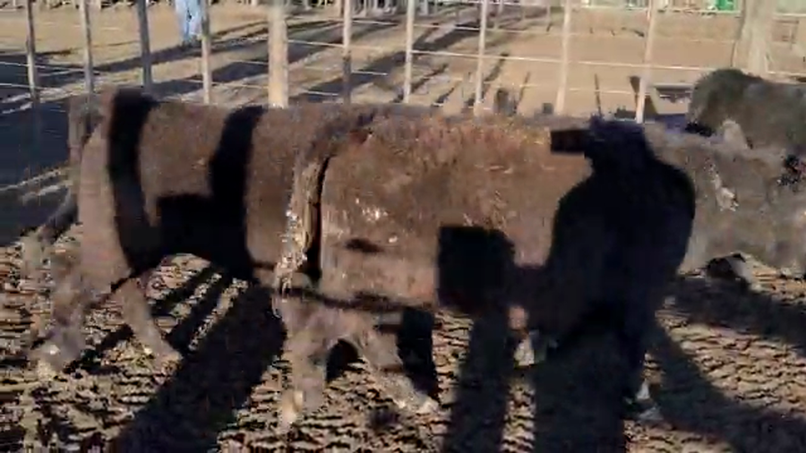 Lote 65 Novillitos en Casbas, Buenos Aires