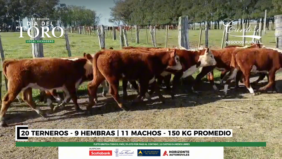 Lote 20 Terneros